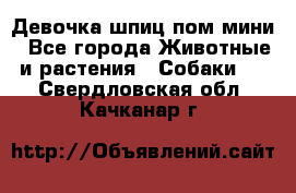 Девочка шпиц пом мини - Все города Животные и растения » Собаки   . Свердловская обл.,Качканар г.